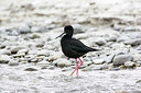 BUITEN BEELD Foto: 184137