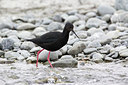 BUITEN BEELD Foto: 184141