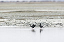BUITEN BEELD Foto: 184152
