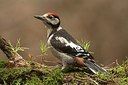 BUITEN BEELD Foto: 184248