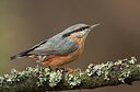 BUITEN BEELD Foto: 184294