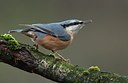 BUITEN BEELD Foto: 184295