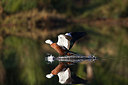 BUITEN BEELD Foto: 184300