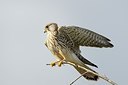 BUITEN BEELD Foto: 184438