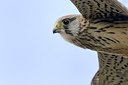 BUITEN BEELD Foto: 184441