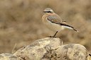 BUITEN BEELD Foto: 184484