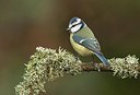 BUITEN BEELD Foto: 184490