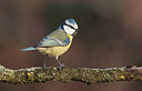 BUITEN BEELD Foto: 184496