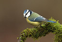 BUITEN BEELD Foto: 184504
