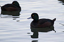 BUITEN BEELD Foto: 184541
