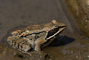 BUITEN BEELD Foto: 184598