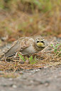 BUITEN BEELD Foto: 184601