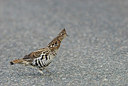 BUITEN BEELD Foto: 184602