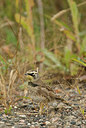 BUITEN BEELD Foto: 184616