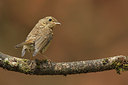 BUITEN BEELD Foto: 184675