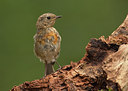 BUITEN BEELD Foto: 184676