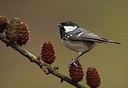 BUITEN BEELD Foto: 184677