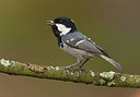 BUITEN BEELD Foto: 184684