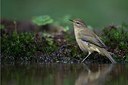 BUITEN BEELD Foto: 184720