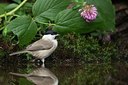 BUITEN BEELD Foto: 184721