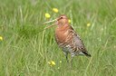 BUITEN BEELD Foto: 184837