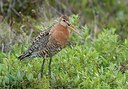 BUITEN BEELD Foto: 184866