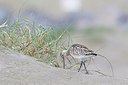 BUITEN BEELD Foto: 184923