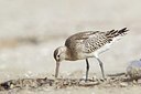 BUITEN BEELD Foto: 184924