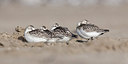 BUITEN BEELD Foto: 185025
