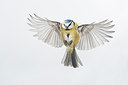 BUITEN BEELD Foto: 185158