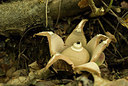 BUITEN BEELD Foto: 185287
