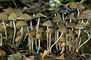 BUITEN BEELD Foto: 185291