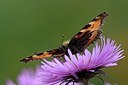 BUITEN BEELD Foto: 185399