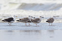 BUITEN BEELD Foto: 185454