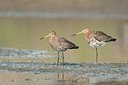 BUITEN BEELD Foto: 185568