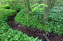 BUITEN BEELD Foto: 185582