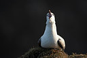 BUITEN BEELD Foto: 185718