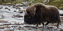 BUITEN BEELD Foto: 185809