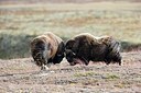 BUITEN BEELD Foto: 185811
