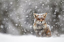 BUITEN BEELD Foto: 185820