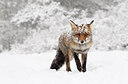BUITEN BEELD Foto: 185842