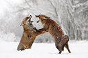 BUITEN BEELD Foto: 185843