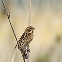 BUITEN BEELD Foto: 185866