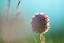 BUITEN BEELD Foto: 185880