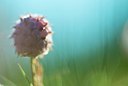 BUITEN BEELD Foto: 185887