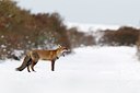 BUITEN BEELD Foto: 185978