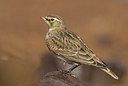 BUITEN BEELD Foto: 186050
