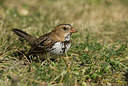 BUITEN BEELD Foto: 186058