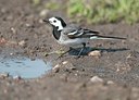 BUITEN BEELD Foto: 186091