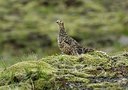 BUITEN BEELD Foto: 186092
